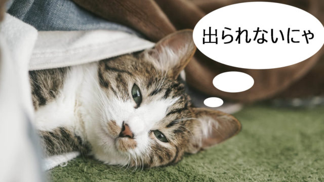 毛布が大好きな猫!